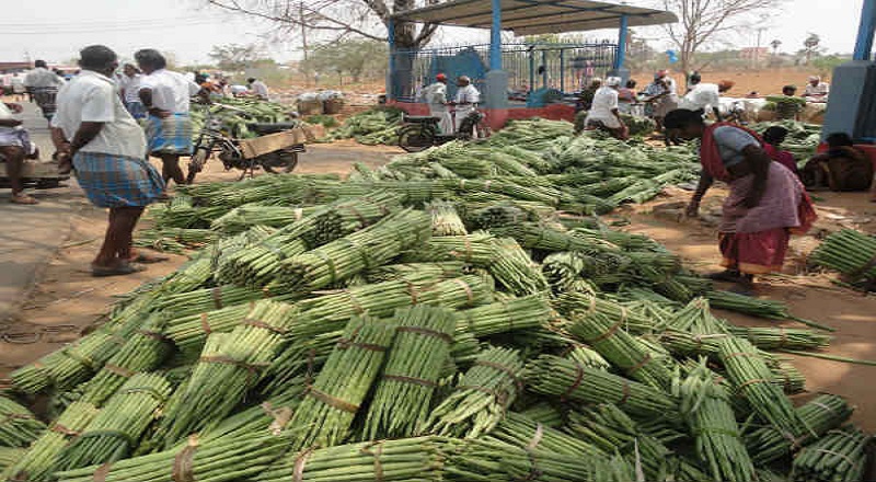 முருங்கைக்காயின் விலை சடுதியாக அதிகரிப்பு