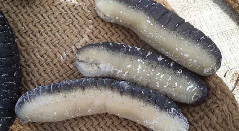 பதுக்கி வைக்கப்பட்டிருந்த சுமார் 500 கிலோ பதப்படுத்தப்பட்ட கடல் அட்டைகள் பறிமுதல்