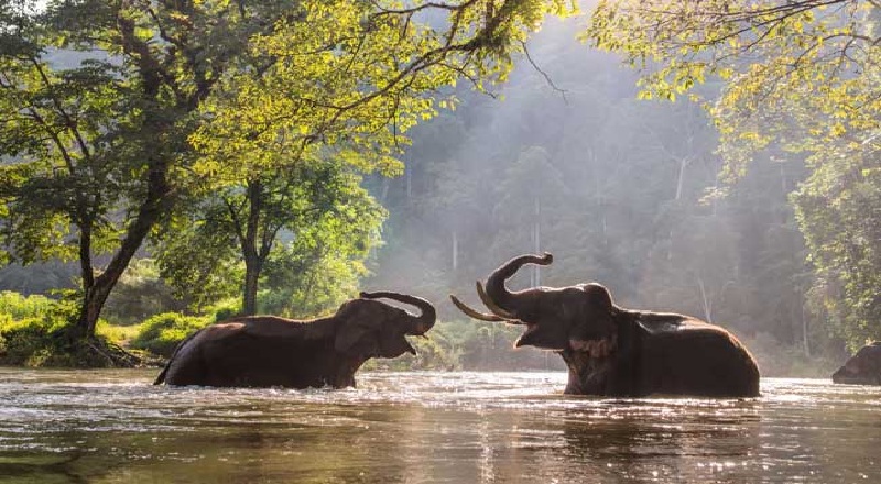 இலங்கைக்கு வழங்கிய மேலும் இரு யானைகள் மீது கவனம் செலுத்தும் தாய்லாந்து!