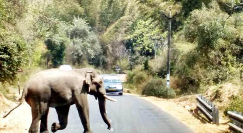 காட்டு யானை முன் செல்பி எடுத்த 2 பேருக்கு ரூ.10 ஆயிரம் அபராதம்!