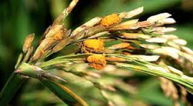 மட்டக்களப்பில் நெற்பயிர்களுக்கு வேகமாக பரவும் பூஞ்சை தொற்று குறித்து எச்சரிக்கை!