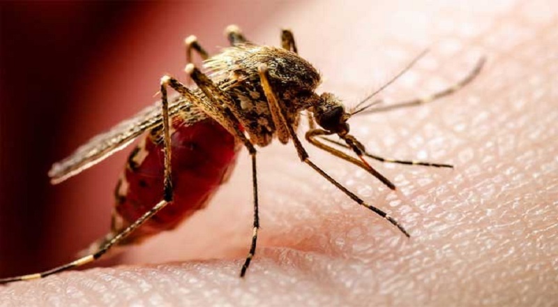 கொழும்பில் அதிகரிக்கும் டெங்கு நோயாளர்கள் : அடுத்த இரு வாரங்கள் முக்கியமானவை!