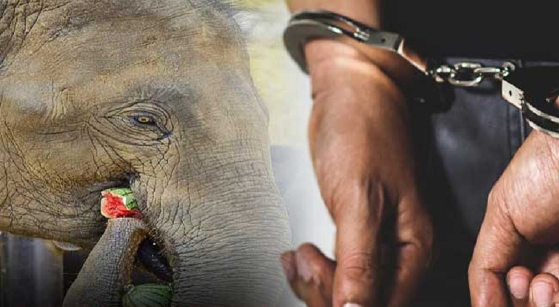 யானைக்கு விஷம் கலந்த உணவை உண்ணக் கொடுத்த இருவர் கைது!