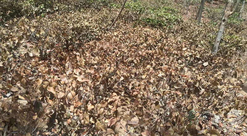 கடுமையாக வீழ்ச்சியடையும் தேயிலை செய்கை - கவலையில் விவசாயிகள்!