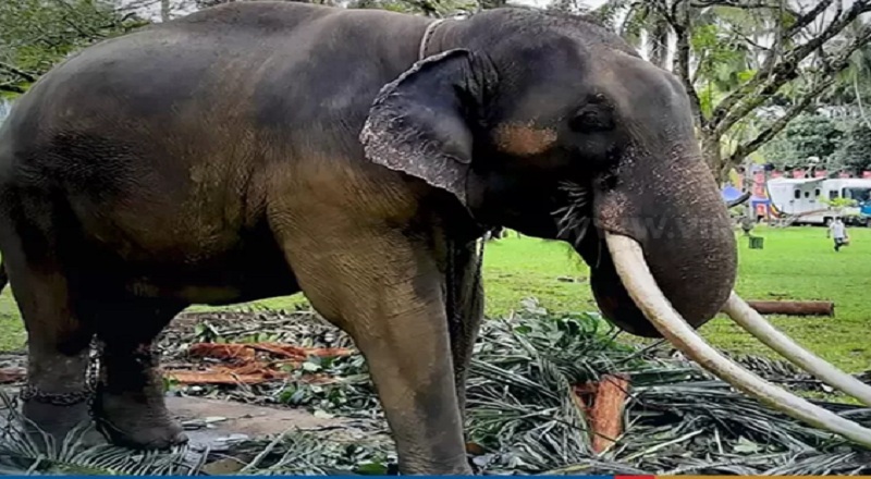 முத்துராஜாவிற்கு சிகிச்சையளிக்க தாய்லாந்து சென்ற இலங்கை குழுவினர்!