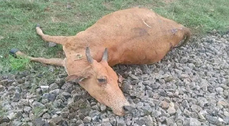 கிளிநொச்சியில் ரயிலில் மோதி 17 கால்நடைகள் உயிரிழப்பு!