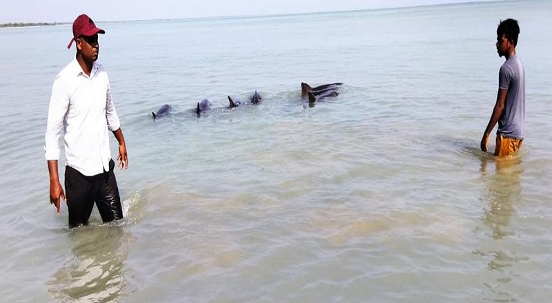 மட்டக்களப்பில் கரையொதிங்கிய டொல்பின் வகை மீன்கள்!