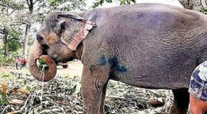 சீதா யானையின் உடல்நிலை தொடர்ந்து மோசமடைந்து வருகிறது!