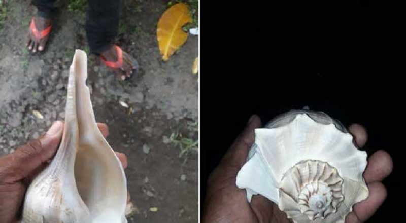 அரியவகை வலம்புரி சங்குடன் ஒருவர் கைது!