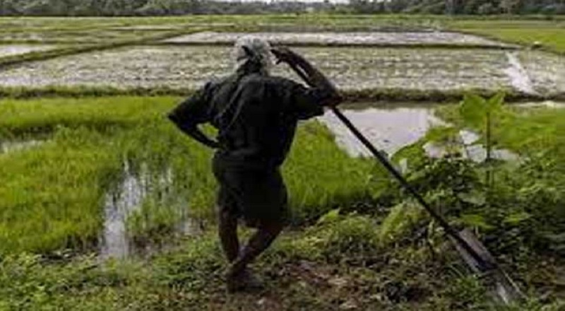 யாழில் விவசாயிகளுக்கு இழப்பீடு வழங்க நடவடிக்கை!