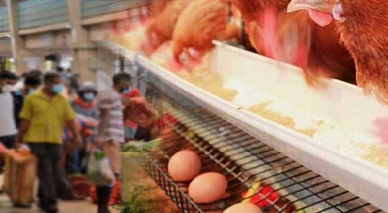 கோழி மற்றும் முட்டையின் விலை மேலும் குறைவடையும் சாத்தியம்!