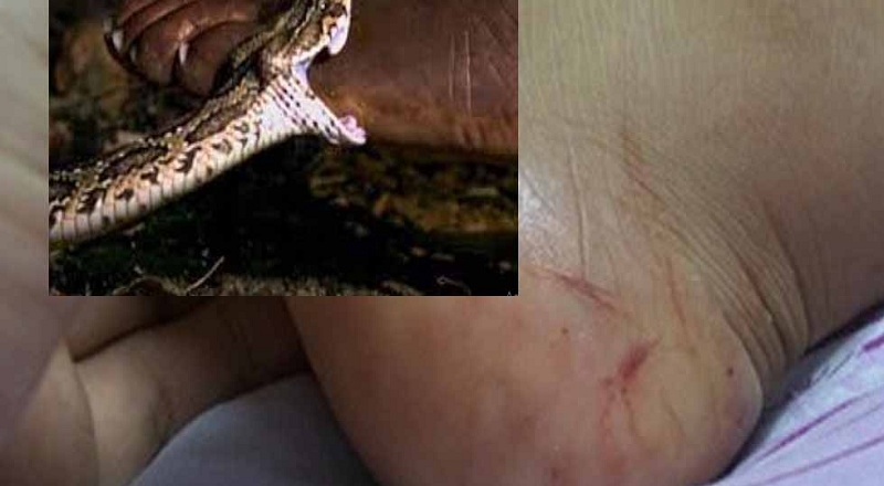 யாழில் இரத்த புடையன் பாம்பு தீண்டி 04 பிள்ளைகளின்  தந்தை உயிரிழப்பு!