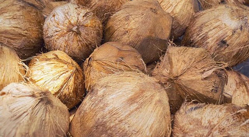 தேங்காய் அறுவடையில் ஏற்பட்டுள்ள வீழ்ச்சி : விலை உயரும் அபாயம்!