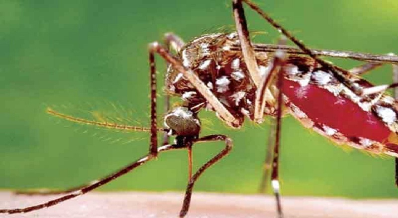 யாழில் அதிகரித்து வரும் டெங்கு தொற்றாளர்கள் : தேசிய டெங்கு கட்டுப்பாட்டு பிரிவு வெளியிட்டுள்ள தகவல்!