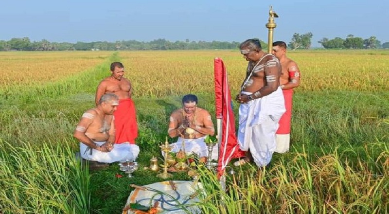 நல்லூர் கந்தன் ஆலயத்தில் நெற்புதிர் அறுவடை நிகழ்வு!