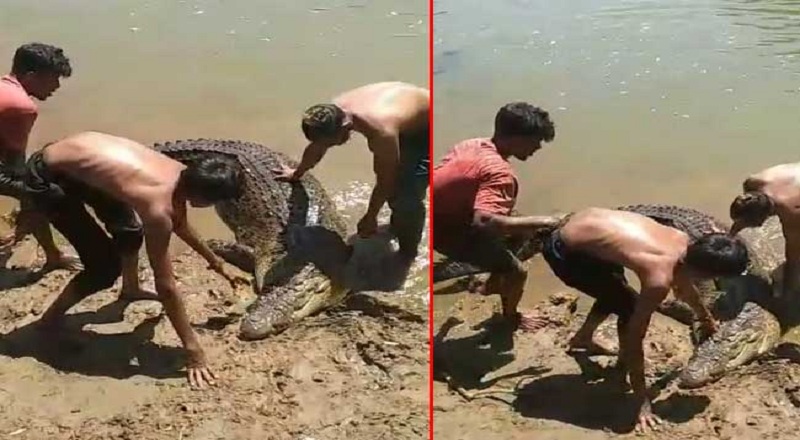 களனி கங்கைக்கு அருகில் பிடிக்கப்பட்ட பாரிய முதலை!