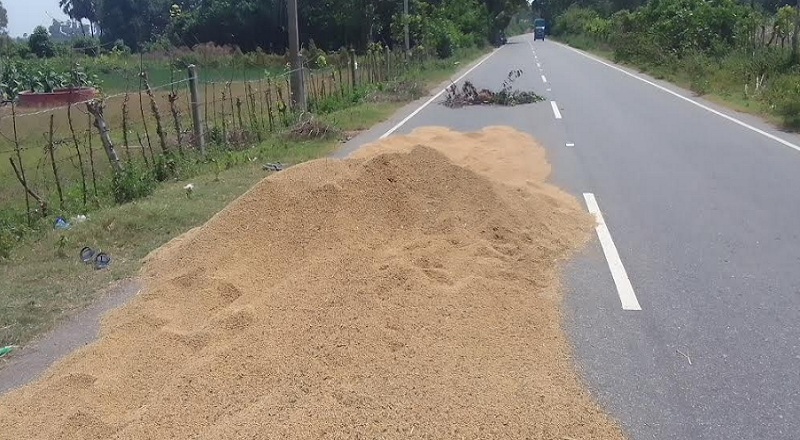 யாழ்ப்பாணம் - மாக்கிராய் பகுதியில் நெல்லை உலர்த்த முற்பட்ட நபருக்கு நேர்ந்த சோகம்!