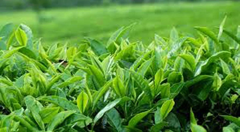 green tea leaves இற்கான விலை வரலாறு காணாத அளவில் அதிகரிப்பு!