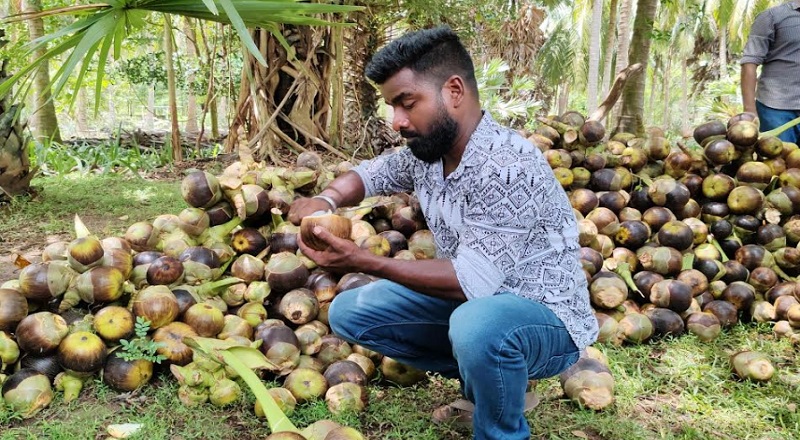 வவுனியாவில் பாரம்பரிய பறை இசையுடன் நுங்கு திருவிழா கொண்டாட்டம்!