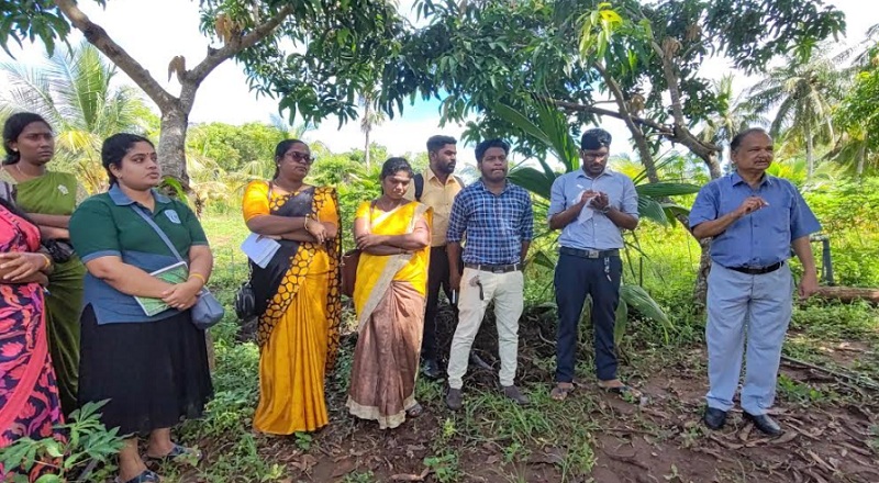 வவுனியாவில் வெள்ளை ஈ தாக்கம் அதிகரிப்பால் விவசாயிகள் பாதிப்பு!