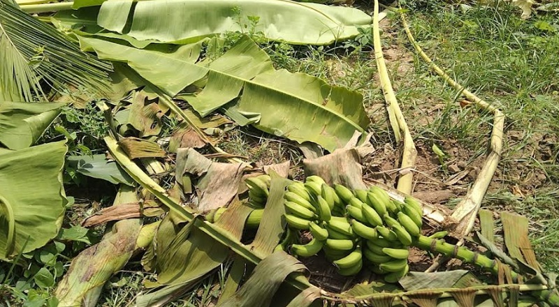 கிளிநொச்சியில் காட்டு யானைகளின் அட்டகாசம் : உயிர் அச்சுறுத்தல் உள்ளதாக மக்கள் விசனம்!