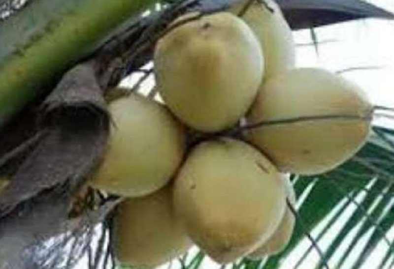 தேங்காய் நெருக்கடியைத் தவிர்ப்பதற்கு அரசாங்கம் நடவடிக்கை