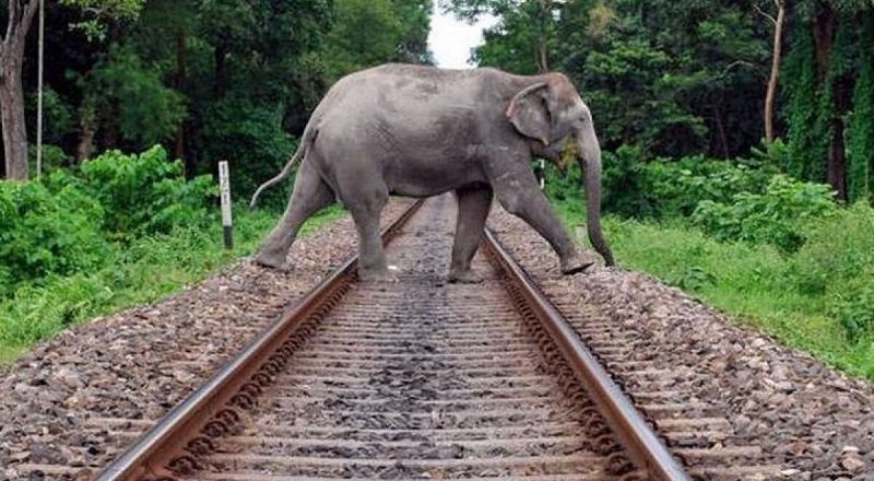யானைகள் ரயில்களில் மோதுவதைத் தடுக்க AI தொழில்நுட்பத்தை பயன்படுத்த நடவடிக்கை!