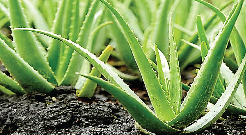 கற்றாழையின் மருத்துவ குணங்கள்!