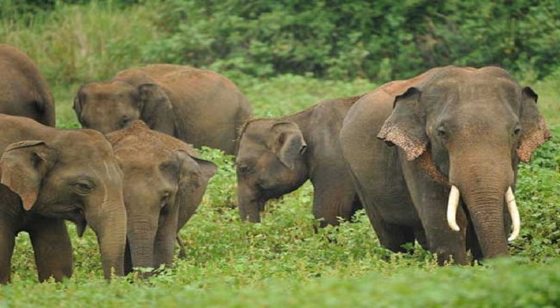 நாடு முழுவதும் 20 ஊனமுற்ற யானைகளுக்கு சிகிச்சையளிக்கப்படுவதாக தகவல்!