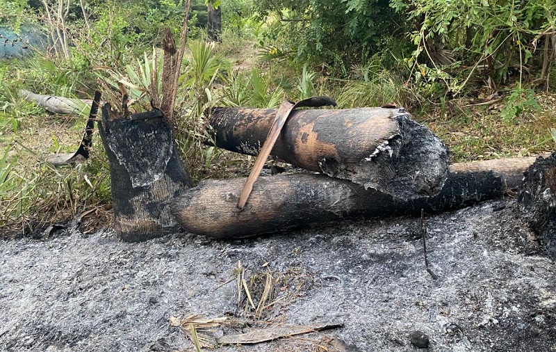 கிளிநொச்சியில் பற்றியெரிந்த பனங்கூடல்: முறைப்பாடளித்தும் கண்டு கொள்ளாத பொலிஸார்