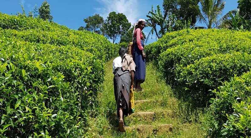 பெருந்தோட்ட தொழிலாளர்களின் வேதன அதிகரிப்பு தொடர்பில் வெளியான தகவல்!