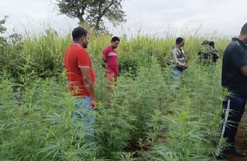 மொனராகலையில் கஞ்சா தோட்டம் முற்றுகை - ஒருவர் கைது