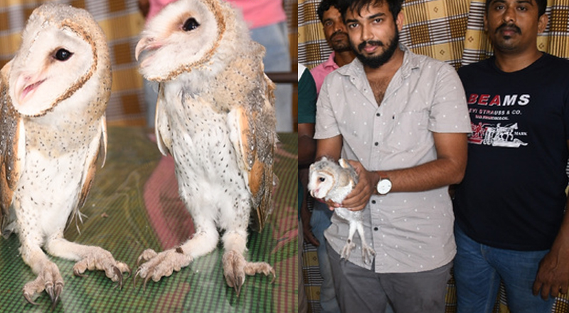 அரிய வகை ஆந்தைகள்  மூன்று  உயிருடன் மீட்பு