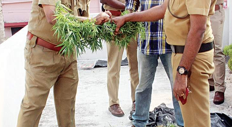 கஞ்சா செடிகளை வளர்த்துவந்த சந்தேகநபர் ஒருவர் கைது