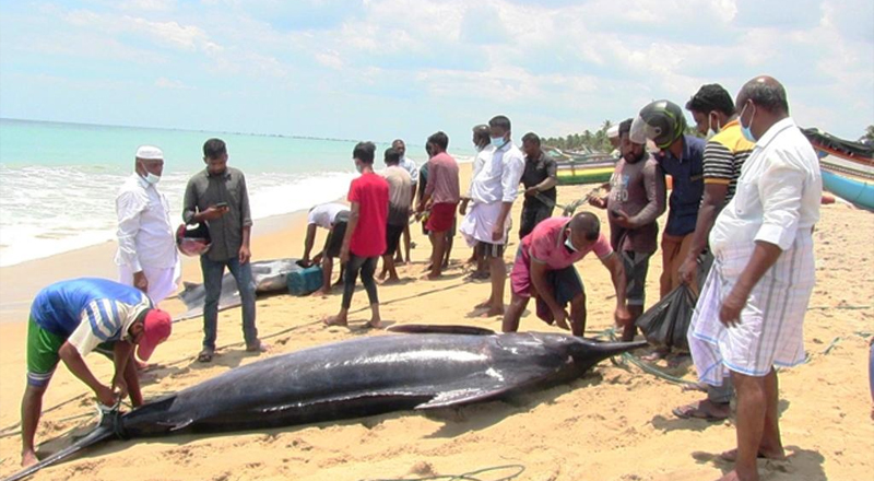 இலங்கையில்  மீனவர்களுக்கு  அடித்த அதிஸ்டம் ஒரு மீன் இத்தனை இலட்சமா?