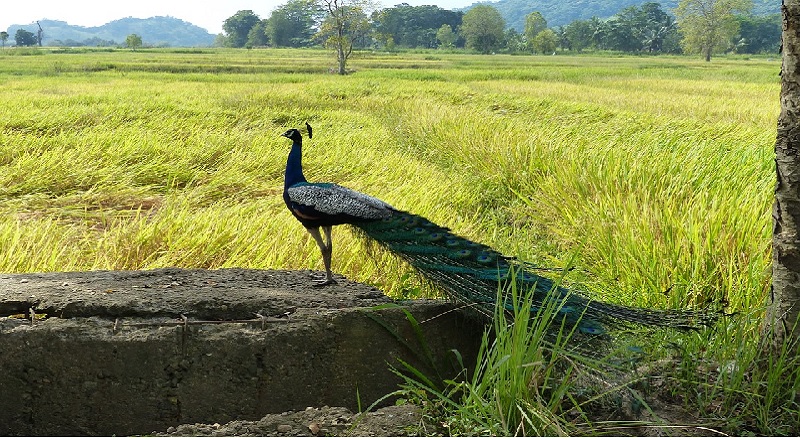 அதிகரித்து வரும் மயில்களின் நடமாட்டம் 