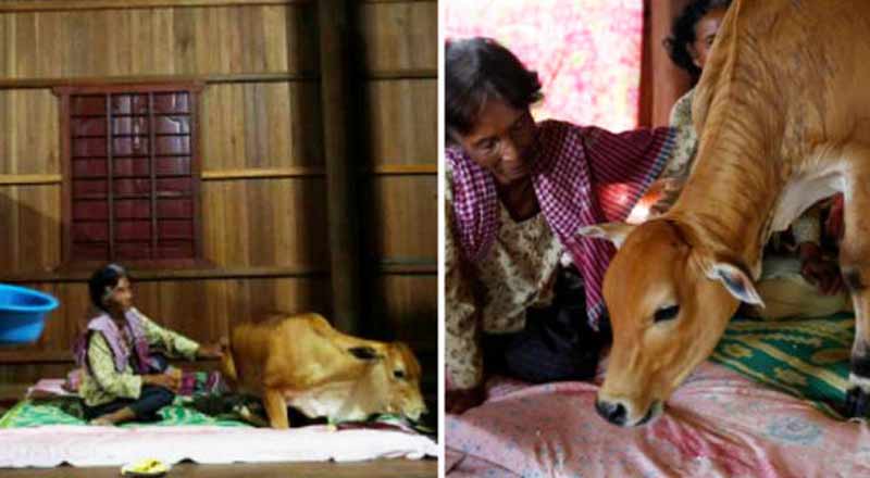 பசுவை திருமணம் செய்து கொண்ட விசித்திர பெண்- வெளியான அதிர்ச்சி காரணம்!