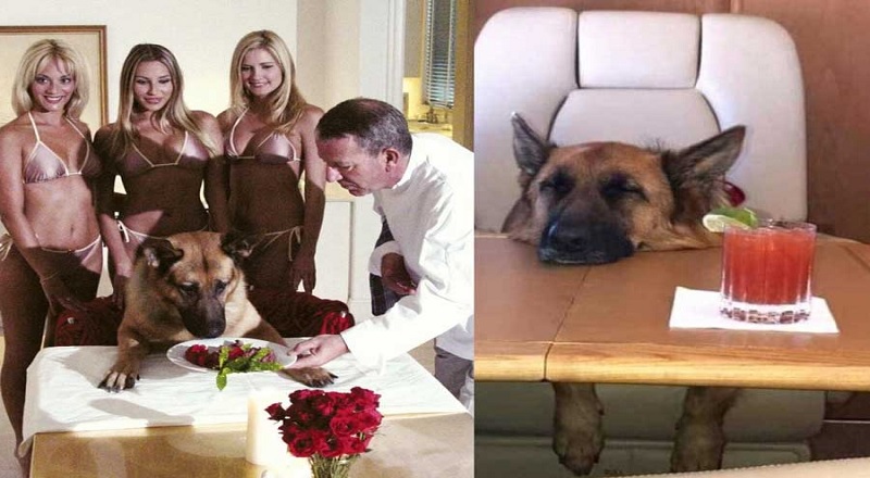 32 மில்லியன் அமெரிக்க டொலருக்கு வீட்டை விற்கும் உலகின் பணக்கார நாய் லங்கா4.கொம் / Lanka4.com