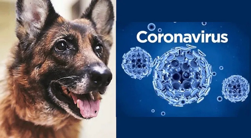 இங்கிலாந்தில் வளர்ப்பு நாய்க்கு கொரோனா பாதிப்பு...!