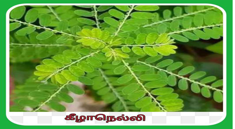 இளமை நீடிக்க வாலிப வயோதிகம் நீங்க ஆண்மை சக்தி அதிகரிக்க இதனை எப்படி உட்கொள்ள வேண்டும்?