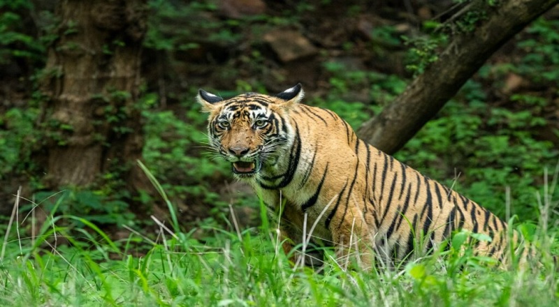 6 வயது குழந்தையை தூக்கி சென்ற சிறுத்தை - துரத்தி சென்று காப்பாத்திய  வீர தாய் 