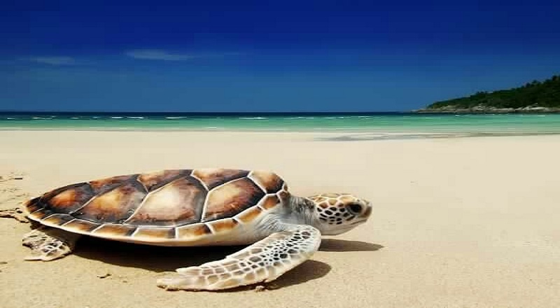 ஆமைக்கறி சாப்பிட்ட 7 பேர் பலி; ஆமைக்கறிக்கு தடை விதித்த தான்சானியா!