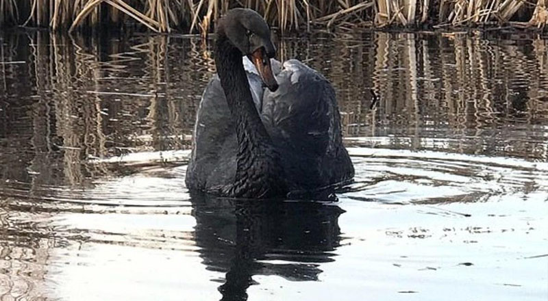 தெஹிவளை மிருகக்காட்சிசாலையில் முதன் முறையாக பார்வைக்கு வைக்கப்படும் பறவை!