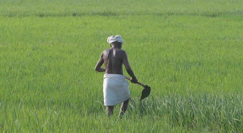 இரசாயன உரங்களை இறக்குமதி செய்வதற்கு எவ்வித தடையும் இல்லை - விவசாய பணிப்பாளர் 