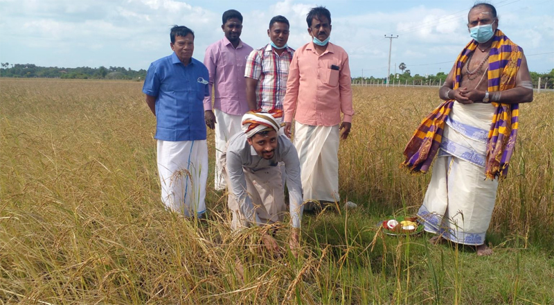 யாழ்ப்பாணம், வடமராட்சி – துன்னாலை பகுதியில் சிறப்புற இடம் பெற்ற நெல் அறுவடை!