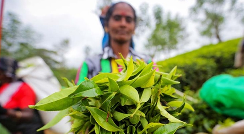 ரஷ்யாவுக்கான தேயிலை ஏற்றுமதியில் இதுவரை பிரச்சினை ஏற்படவில்லை! - இலங்கை தேயிலை சபை