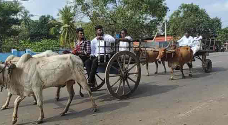 மாட்டு வண்டியில் மாதாந்த அமர்வுக்கு பிரதேச சபைக்கு செல்லும் உறுப்பினர்கள்! 