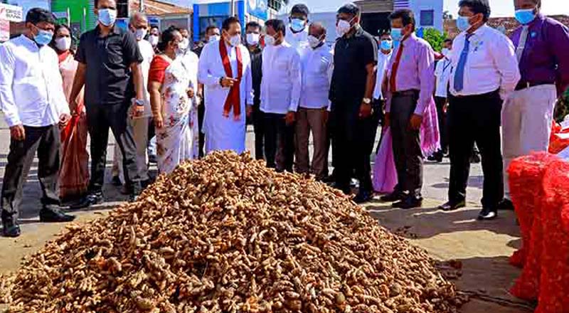 விவசாயிகளுக்கு உச்ச விலை – நுகர்வோருக்கு நிவாரண விலை: ஹம்பாந்தோட்டையில் மஞ்சள் கொள்வனவு 