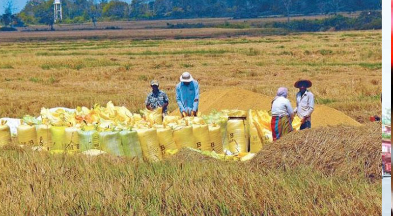 நெல் விலை வரலாறு காணாத அளவுக்கு உயர்வு - உள்ளூர் நாட்டு அரிசி விலை கிலோ ரூ.200க்கு மேல்