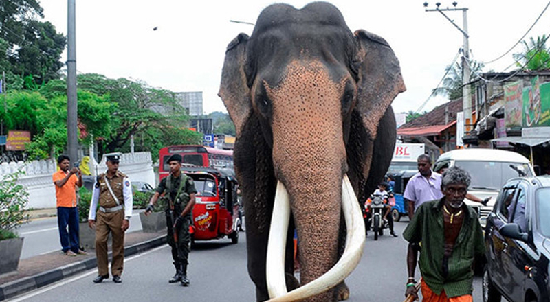 நெடுங்கமுவே ராஜாவை தேசிய பொக்கிஷமாக அறிவிக்க அமைச்சரவை அங்கீகாரம்